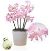 DUTCH BULBS EXCLUSIVE PLANTS FROM HOLLAN Bulbi di Amaryllis Belladonna - Bulbi Fiori in grande formato 26/30-1 Pezzo - Piante e Fiori Esclusivi dall'Olanda - Autentici Hippeastrum (non semi, senza cera e non artificiali)