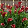 DUTCH BULBS EXCLUSIVE PLANTS FROM HOLLAN Bulbi Calle Zantedeschia - Red Passion - 5 Bulbi Fiori - Piante e Fiori Esclusivi dall'Olanda - per giardino, vasi e balcone (non semi, non artificiali)