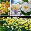 DUTCH BULBS EXCLUSIVE PLANTS FROM HOLLAN Bulbi Fiori Perenni da Esterno - 25 Bulbi di Narciso Spring Dream Profumati - Fioritura estiva - Piante e Fiori Esclusivi dall'Olanda - per giardino e vaso (non semi, non artificiali)