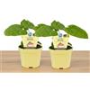 MODIPITRE Pianta Bio Wasabi su Vaso 12 cm in Confezione da 2 Piante