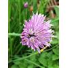 Magic Garden Seeds Erba cipollina (Allium schoenoprasum) - circa 1000 semi