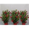 MODIPITRE Dipladenia Pianta Viva in Vaso da 14 cm, 6 Pezzi