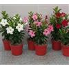 MODIPITRE Dipladenia Pianta Viva in Vaso da 14 cm, 6 Pezzi, 2 bianchi, 2 rosa, 2 rosse