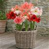 DUTCH BULBS EXCLUSIVE PLANTS FROM HOLLAN Bulbi di Amaryllis Surprise Collezione - 10 Bulbi Fiori in grande formato 26/30 - Piante e Fiori Esclusivi dall'Olanda - Autentici Hippeastrum (non semi, senza cera e non artificiali)