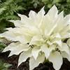 DUTCH BULBS EXCLUSIVE PLANTS FROM HOLLAN Piante Vere da Esterno - 3 Radici di Hosta White Feather - Piante perenni a radice nuda - Piante e fiori esclusivi dall'Olanda - per giardino, vasi e balcone (non semi, non bulbi, non artificiali)