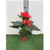 Generico Anthurium Rosso in Vaso cm 14, Rosso con Foglie Verdi