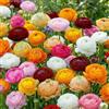 DUTCH BULBS EXCLUSIVE PLANTS FROM HOLLAN Bulbi Fiori Perenni da Esterno - Collezione di 50 Bulbi di Ranunculus - 5 Colori - Perenni - Piante e Fiori Esclusivi dall'Olanda - per giardino e vaso (non semi, non artificiali)