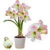 DUTCH BULBS EXCLUSIVE PLANTS FROM HOLLAN Bulbi di Amaryllis Apple Blossom - 1 bulbi fiori in grande formato 26/30 - Piante e fiori esclusivi dall'Olanda - Autentici Hippeastrum (senza semi, senza cera e non artificiali)
