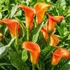 DUTCH BULBS EXCLUSIVE PLANTS FROM HOLLAN Bulbi Calle Zantedeschia - Orange Passion - 5 Bulbi Fiori - Piante e Fiori Esclusivi dall'Olanda - per giardino, vasi e balcone (non semi, non artificiali)