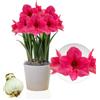 DUTCH BULBS EXCLUSIVE PLANTS FROM HOLLAN Bulbi di Amaryllis Pink Surprise - 1 bulbi fiori in grande formato 26/30 - Piante e fiori esclusivi dall'Olanda - Autentici Hippeastrum (senza semi, senza cera e non artificiali)