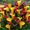 DUTCH BULBS EXCLUSIVE PLANTS FROM HOLLAN Bulbi Calle Zantedeschia - Regine - 10 Bulbi Fiori - Piante e Fiori Esclusivi dall'Olanda - per giardino, vasi e balcone (non semi, non artificiali)