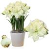 DUTCH BULBS EXCLUSIVE PLANTS FROM HOLLAN Bulbi di Amaryllis Marilyn - 1 bulbi fiori in grande formato 26/30 - Piante e fiori esclusivi dall'Olanda - Autentici Hippeastrum (senza semi, senza cera e non artificiali)