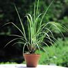 LORENZETTO LEMONGRASS CITRONELLA SU VASO CM 14