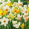 DUTCH BULBS EXCLUSIVE PLANTS FROM HOLLAN Bulbi Fiori Perenni da Esterno - 25 Bulbi di Narciso Collezione Budget - 6-7 varietà - Piante e fiori esclusivi dall'Olanda - Profumati - per giardino e vaso (non semi, non artificiali)