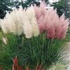 GardenersDream COMBO BIANCO E ROSA CORTADERIA SELLOANA ERBA PAMPAS CON VASO PUMILA ALTA DECORATIVA