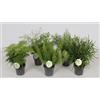 MODIPITRE 5 PIANTE DI Asparagus ornamentale, Asparagina mix su vaso cm 12 MODIPITRE
