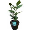 MODIPITRE 1 PIANTA DI CAMELIA SINENSIS LA PIANTA DEL TE' VASO 14CM MODIPITRE