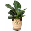 Generico Ficus Lyrata Pianta Viva in Vaso 11 cm, Verde, Terreno Umido Ben Drenato, Ombra Parziale, 1 Unità