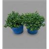 MODIPITRE Piante Vive di Erba di San Giovanni, Verde e Bianco, Fiori estivi, Vaso cm 14, 2 Pezzi MODIPITRE