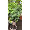 Generico Bergamotto Pianta di Bergamotto su vaso cm 20 altezza 70/80 cm
