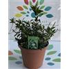 MILAGROSS Mirto Communis pianta di Myrtus Communis su vaso cm 14 h 50
