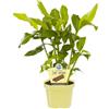 MODIPITRE PIANTA BIO DI ELETTARIA CARDAMOMUM SU VASO 12 H30/40CM MODIPITRE