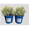 MODIPITRE 2 Piante di lavanda dentata Allardii Meerlo su vaso cm 14 MODIPITRE