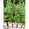 Generic 5 PIANTE DI LYCIUM BARBARUMBACCHE DI GOJI SU VASO CM 12 ALTO