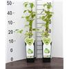 Generico 2 Piante di Actinidia Arguta Issai Mini Kiwi Autofertile