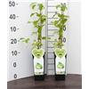 MODIPITRE 2 Piante di Actinidia Arguta Issai Mini Kiwi Autofertile MODIPITRE