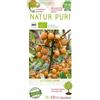 MODIPITRE Pianta di Diospyrus Lotus BIO su vaso cm 26 o Albero di Sant' Andrea MODIPITRE