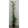 Generico Pianta di gelsomino rhyncospermum v 18 h 150