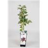 Generic 5 piante di Lampone nero Black Jewel su avaso alto