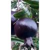 Generico Pianta di Melograno a Frutto Nero Dolce in Vaso da 20 cm