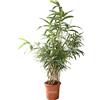KENTIS - Set di Bambusa Metake Pseudosasa Japonica - Bambù Pianta Vera da Esterno - Bamboo Pianta da Siepe - H 100-120c m Vaso Ø 24 cm
