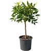 Generico Pianta di Clementine (vaso - 20) - Immagine reale