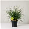 Plantì PENNISETUM Pianta Sempreverde da Siepe ed Esterno, Longeva e Versatile, Effetto Fontana - Vaso 19 cm (Pennisetum Little Bunny)
