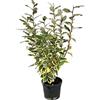 generico AMDGarden Pianta di Elaeagnus Variegato Ornamentale Cespuglio Sempreverde Vaso 18cm per Esterno