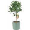 KENTIS - Pianta di Mandarino - Citrus Reticulata - Alberi da Frutto in Vaso da Esterno - Piante Vere - H 70-80 cm Ø 20 cm