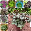 Generic Semi di Perilla Shiso - resistenti balcone serra esotiche semi di resistenti per il giardino giardino sul balcone verdi rare 500pcs