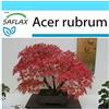 SAFLAX - Confezione regalo - Acero rosso - 20 semi - Acer rubrum