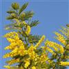 Vivaio di Castelletto Mimosa Acacia dealbata pianta in vaso biodegradabile ø8 cm h.1 metro circa Vivaio di Castelletto