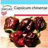SAFLAX - Confezione regalo - Peperoncino Habanero Chocolate - 10 semi - Capsicum chinense