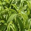 Generic stevia - giardino di al coperto semi di varietà antiche semi giardino selvatiche 300pcs