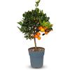 Sunny Tree - Arancio - Citrus Calamondin - 90 centimetri - Arancio di 3 anni - Luoghi soleggiati - Fruttificazione - Albero da frutto