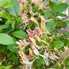 Generic Semi di caprifoglio - decorazione del giardino per esterno Lonicera japonica - regali sostenibili semi di rampicanti 20pcs