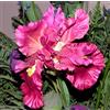 Generic 5Bulbi di Iris Misti Petali Profumati dai Colori Vivaci Bulbi di Iris Perenni da Plantare Sui Balconi del Giardino Bassa Manutenzione