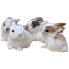 BEIJIALY Confezione da 4 Adorabili Decorazioni Con Coniglio Coniglietto Pasquale, Figurine di Coniglio Pasquale, Figurine Assortite in Miniatura Realistiche di Conigli Pelosi, Mini Coniglietti(Bianco)