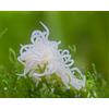 NatureHolic Lebendfutter NatureHolic - Cibo vivo Enchytraen - Enchytraeus albidus