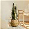 BLAINE Piante Finte da Interno Sansevieria 70 cm Aspetto Iperrealistico per Decorazione Casa e Ufficio Senza Manutenzione